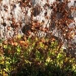 Saxifraga trifurcata Blüte