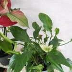 Spathiphyllum wallisii Leaf