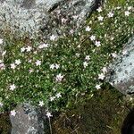 Heliosperma pusillum Hábitos