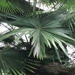 Livistona speciosa Hábito