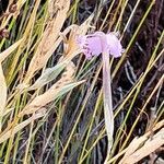 Dianthus lusitanus Flower