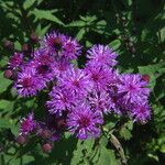 Vernonia gigantea Flower