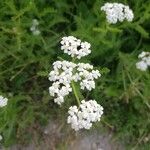 Achillea millefoliumBloem