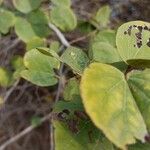 Bauhinia galpinii Leaf