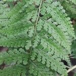 Dennstaedtia bipinnata 葉