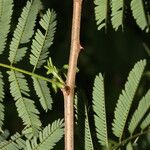 Piptadenia retusa List