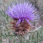 Cynara humilis Flor
