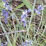 Polygala vulgaris फूल