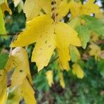 Acer campestreBlad