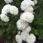 Chrysanthemum indicumЦветок