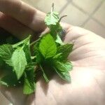 Mentha spicataBlatt