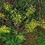 Aurinia petraea Hábito