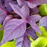 Ipomoea batatas Blatt