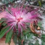 Calliandra selloi Blüte