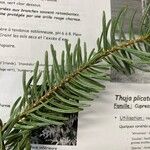 Abies cephalonica List