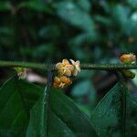 Microdesmis puberula Flower