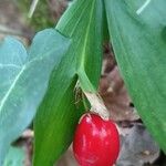 Ruscus hypoglossum Fruit