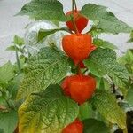 Physalis alkekengiഫലം