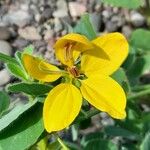 Senna pilifera Flower