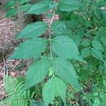 Lonicera maackii Feuille
