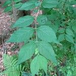 Lonicera maackii Blad