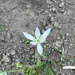 Ornithogalum divergensЦвят