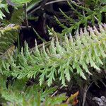 Pedicularis comosa Folla