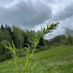 Thalictrum lucidum Leaf