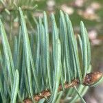 Abies concolor Foglia