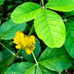 Crotalaria pallida Цвят