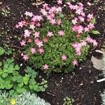 Saxifraga rosacea Fleur