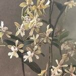 Encyclia tampensis Blomst