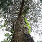 Pachylobus pubescens Ŝelo