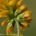 Trifolium patens Flor