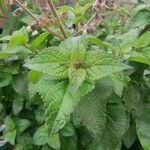 Ocimum lamiifolium Φύλλο