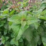 Ocimum lamiifolium 葉