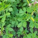 Cleome dodecandra Leaf