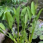 Sagittaria lancifolia Blad