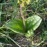 Neottia ovata Leaf