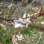 Oenothera gauraŽiedas