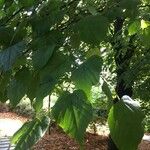 Tilia x europaea Blad