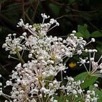 Ceanothus americanus Flor