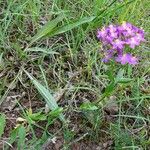 Centaurium erythraea Habit