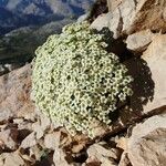 Saxifraga squarrosa Floare