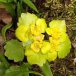 Chrysosplenium alternifolium Cvet
