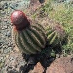 Melocactus intortus موطن