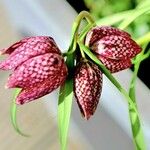 Fritillaria meleagris Anders