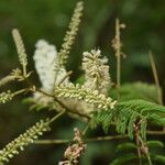 Acacia ataxacantha Lorea