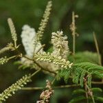 Acacia ataxacantha Flower