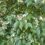 Lonicera maackiiList